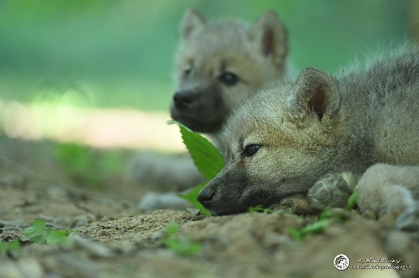 Polarwölfe Arctic wolves Anyu Nova Yuki